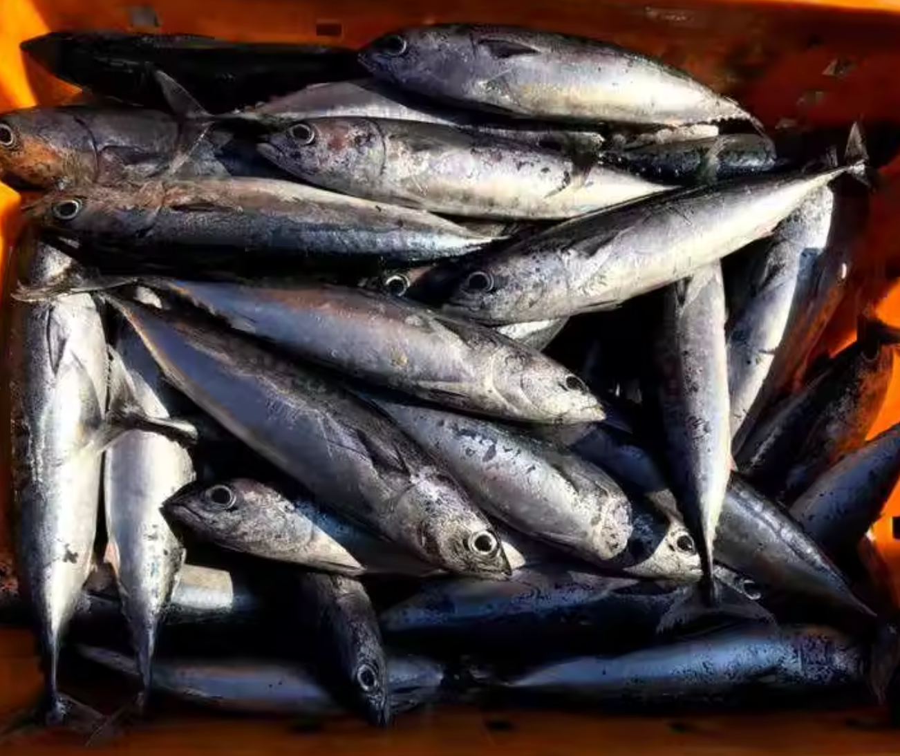 Bait - Frozen Bullet Tuna Whole Round IQF 2kg