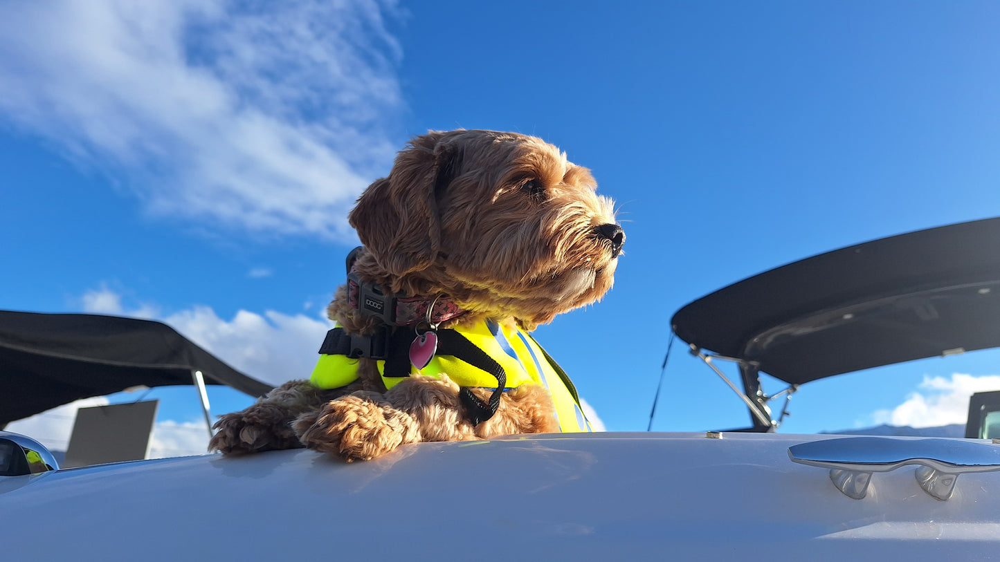 O’Brien Pet Neoprene Vest