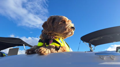 O’Brien Pet Neoprene Vest